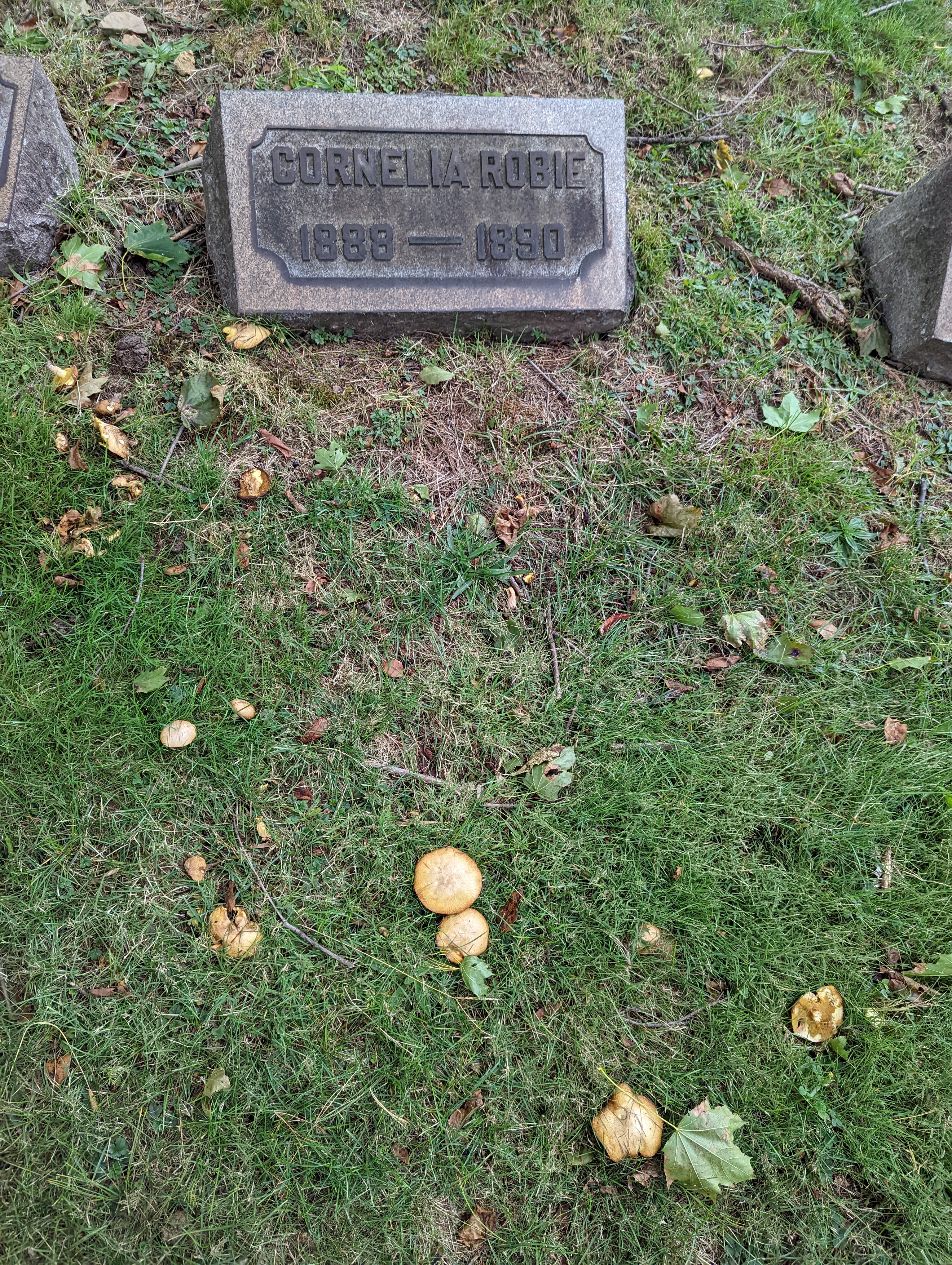 grave_shroom