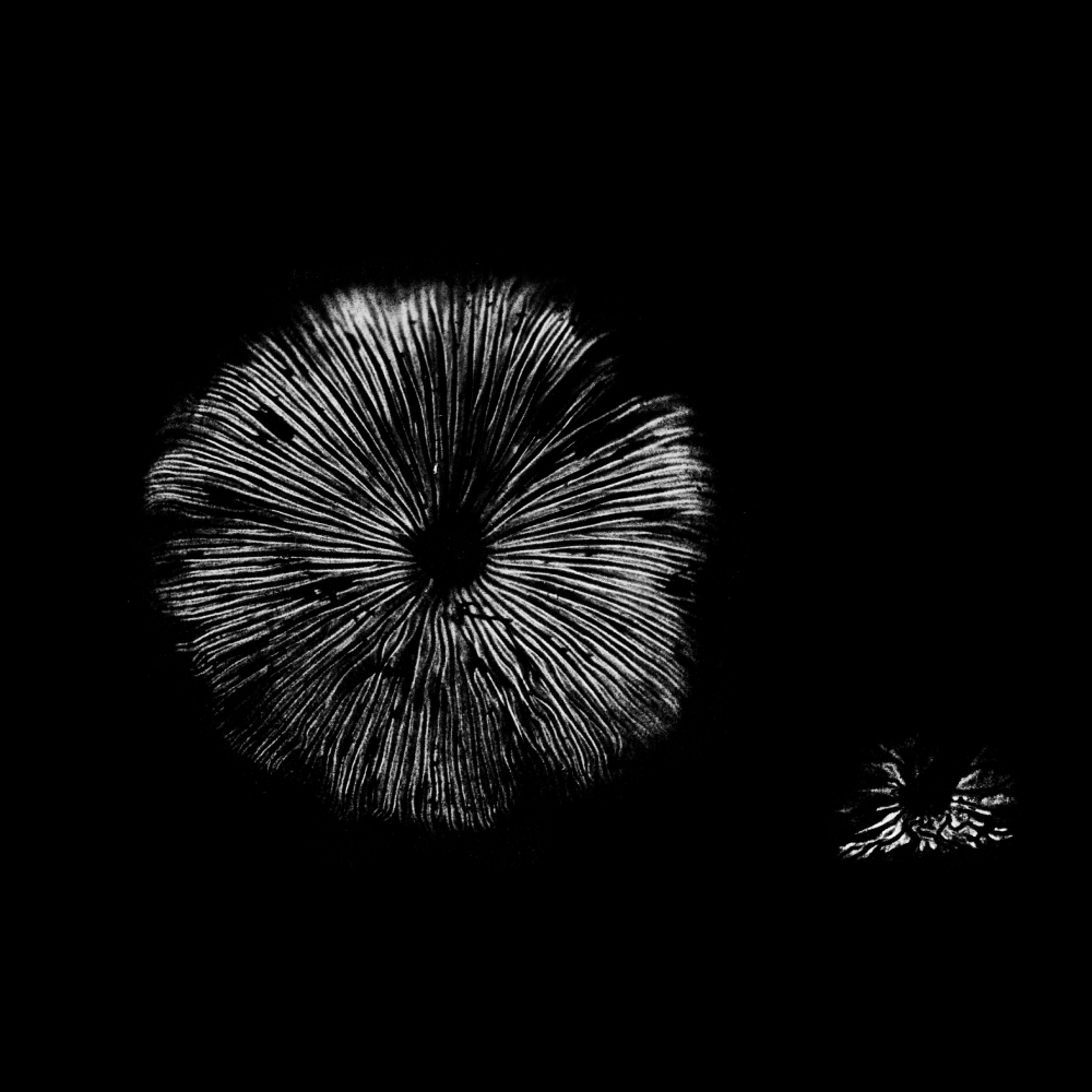 Cemetery Spore Prints