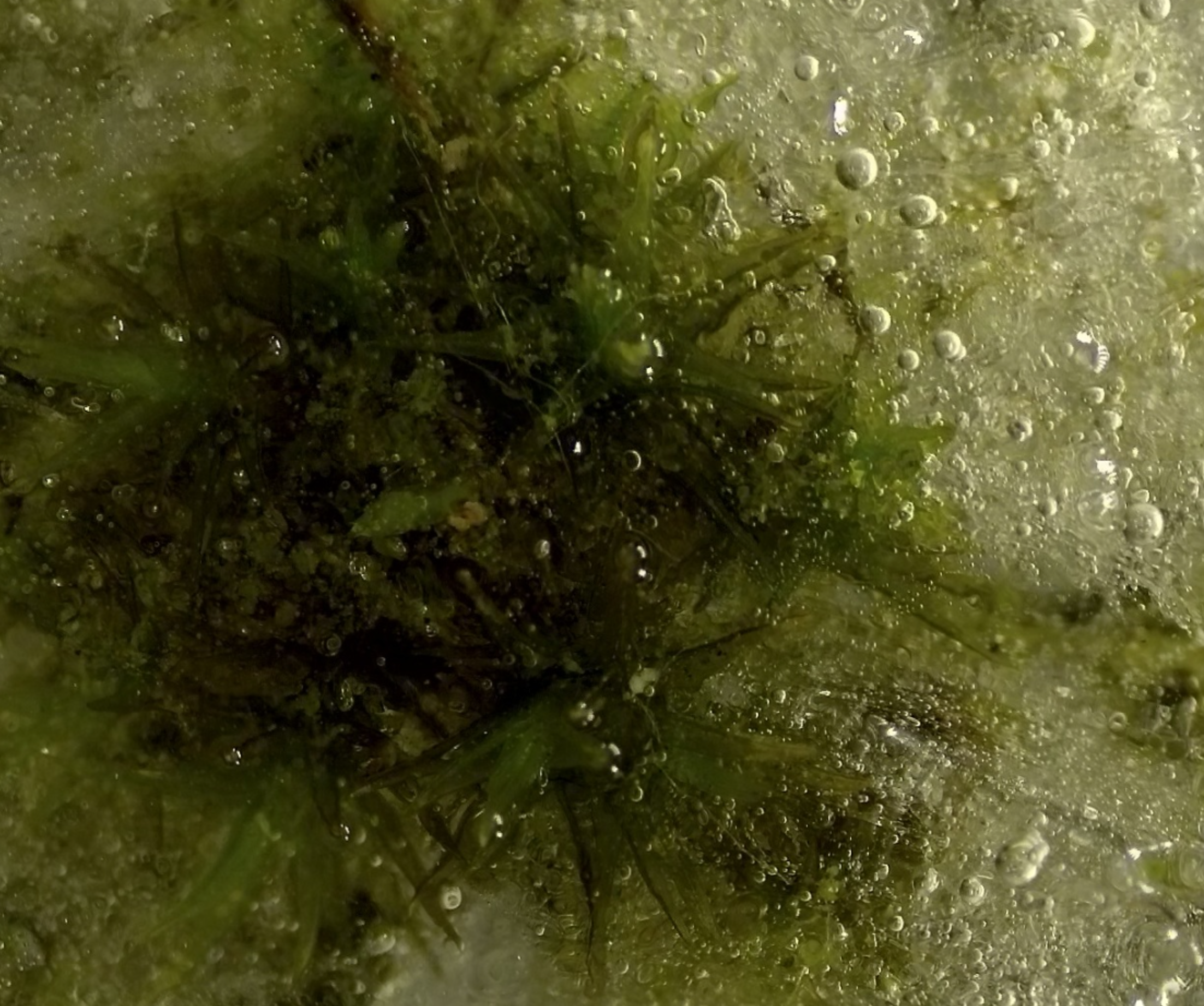 Microscope Panoramas